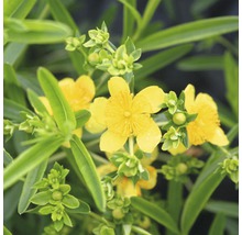 Sint-Janskruid bloemen met groene bladeren en knoppen