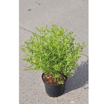 Potkruid met groene bladeren in zwarte pot