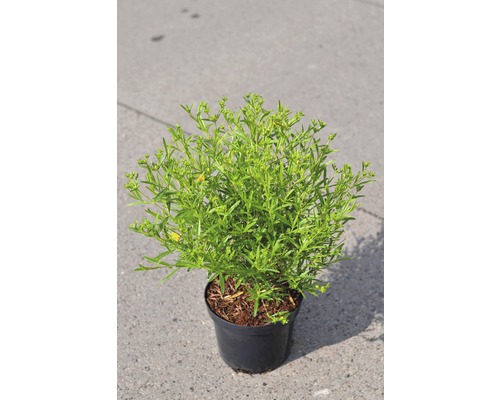 FLORASELF Hertshooi Hypericum kalmianum 'Gemo' potmaat Ø 21.0 cm H 40-50 cm Potkruid met groene bladeren in zwarte pot