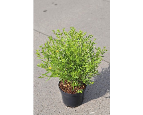 FLORASELF Hertshooi Hypericum kalmianum 'Gemo' potmaat Ø 21.0 cm H 40-50 cm