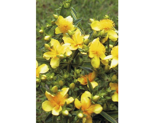 Sint-Janskruid met gele bloemen