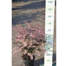 Berberis in pot met maatindicatie