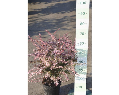 Berberis in pot met maatindicatie