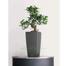 Bonsai in een grijze plantenbak van Lechuza