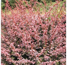 Dichte Berberis met takken en bladeren.
