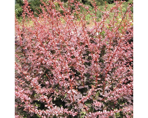 FLORASELF® Japanse berberis Berberis thunbergii 'Harlequin' potmaat Ø17 cm Dichte Berberis met takken en bladeren.