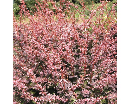 FLORASELF® Japanse berberis Berberis thunbergii 'Harlequin' potmaat Ø17 cm