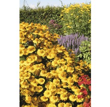Tuin met bloeiende zonnekruidplanten