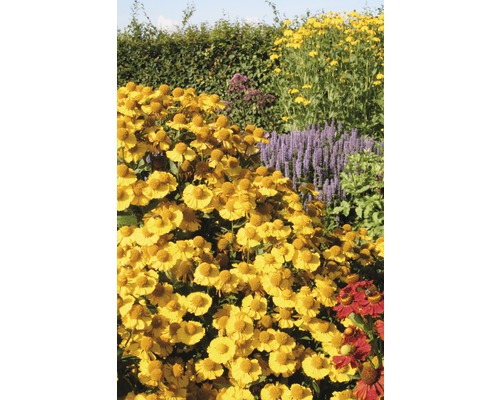 Tuin met bloeiende zonnekruidplanten
