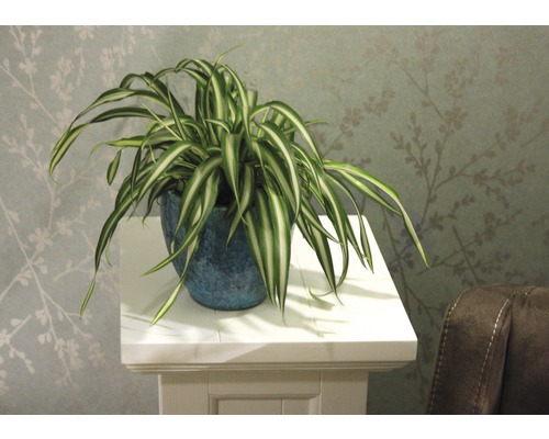 Graslelie in pot op een sokkel