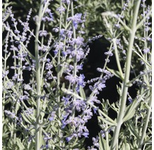 FLORASELF Russische salie Perovskia atriplicifolia 'Little Spire' potmaat Ø 21.0 cm H 30-40 cm