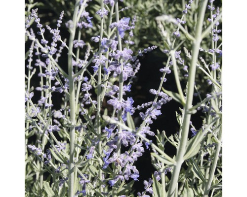 Russische salie met violette bloemen