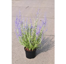 FLORASELF Russische salie Perovskia atriplicifolia 'Little Spire' potmaat Ø 21.0 cm H 30-40 cm