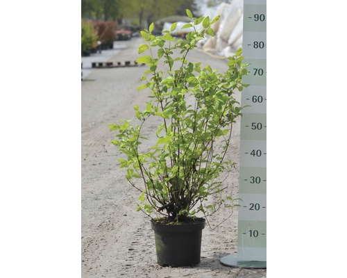 Plant in pot met groene bladeren en meetschaal