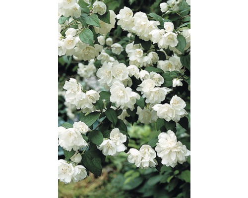 FLORASELF® Boerenjasmijn Philadelphus virginalis 'Minnesota Snowflake' potmaat Ø24 cm