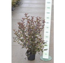 FLORASELF® Blaasspirea Physocarpus opulifolius 'Diabolo' potmaat Ø24 cm