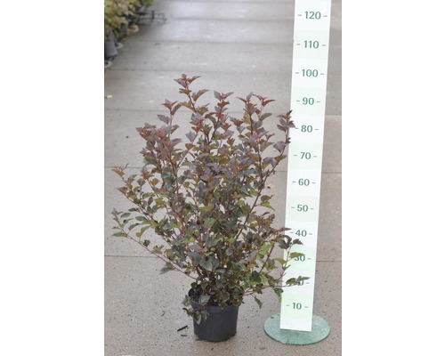 FLORASELF® Blaasspirea Physocarpus opulifolius 'Diabolo' potmaat Ø24 cm