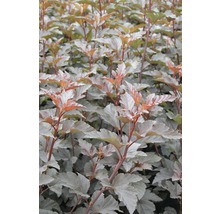 FLORASELF® Blaasspirea Physocarpus opulifolius 'Diabolo' potmaat Ø24 cm