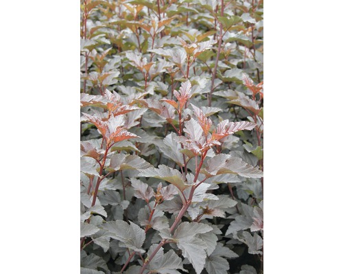 FLORASELF® Blaasspirea Physocarpus opulifolius 'Diabolo' potmaat Ø24 cm