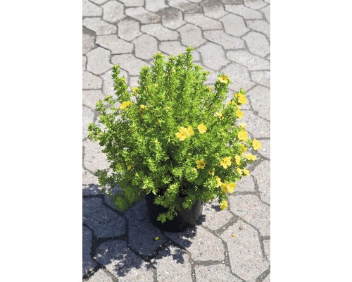 FLORASELF Ganzerik Potentilla fruticosa 'Dakota Sunspot' potmaat Ø 21 cm H 30-40 cm FLORASELF Ganzerik Potentilla fruticosa 'Dakota Sunspot' potmaat Ø 21 cm H 30-40 cm