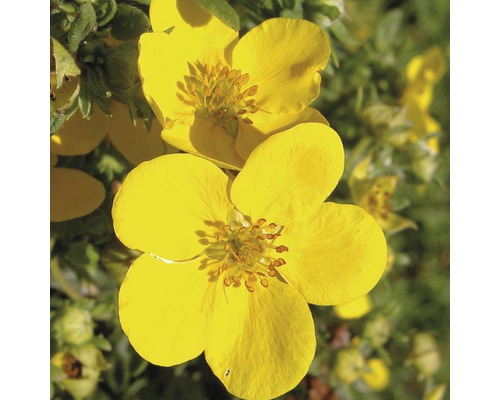 Gele bloemen van de struikklaver in detail