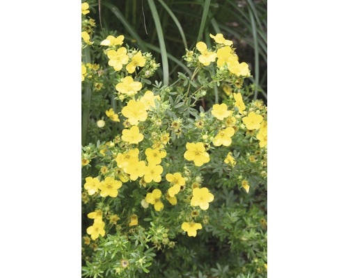 Geel bloeiende struik met groene bladeren.