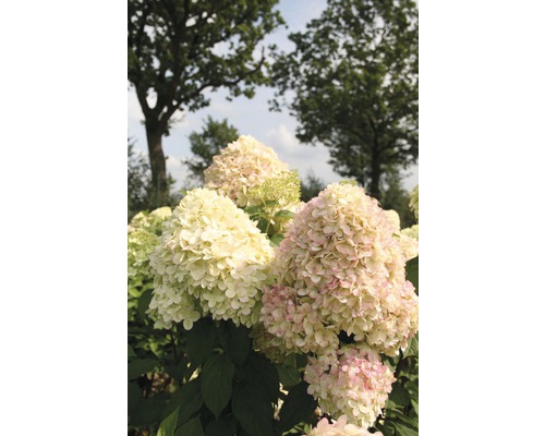 Close-up van een hortensia in de tuin