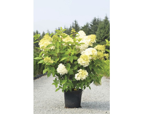 FLORASELF® Hortensia Hydrangea macrophylla 'lichtgroen' potmaat Ø20 cm