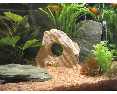 Decoratief aquarium met stenen, planten en vissen