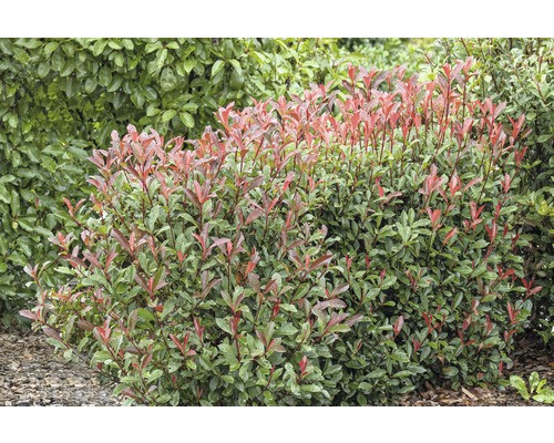 Op de foto staat een glansmispelhaag.