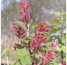 Bloeiende sierbes in de tuin