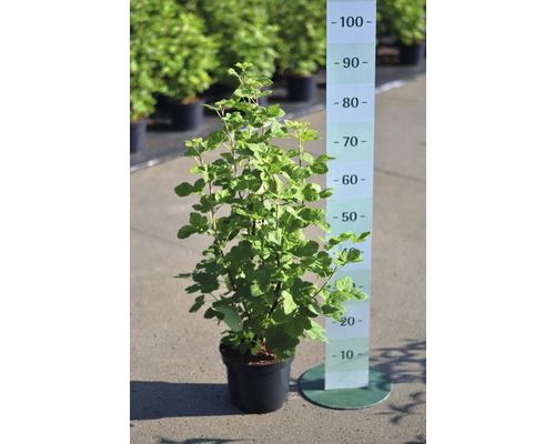 Zwarte bes in pot met maataanduiding