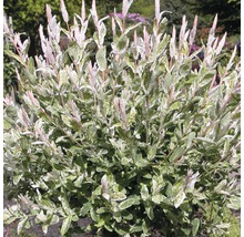 FLORASELF® Bonte wilg Salix integra 'Hakuro Nishiki'