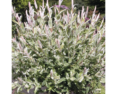 FLORASELF® Bonte wilg Salix integra 'Hakuro Nishiki'