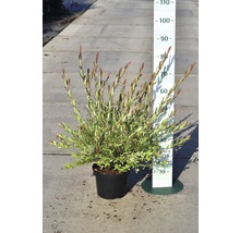 FLORASELF® Bonte wilg Salix integra 'Hakuro Nishiki'