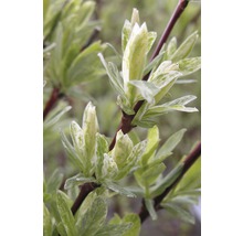 FLORASELF® Bonte wilg Salix integra 'Hakuro Nishiki'
