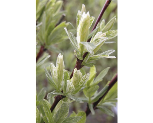 Close-up van een sierstruik met bont blad