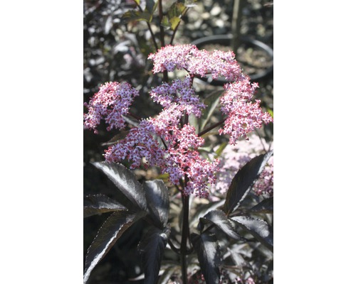 Bloeiende vlierstruik met donker blad