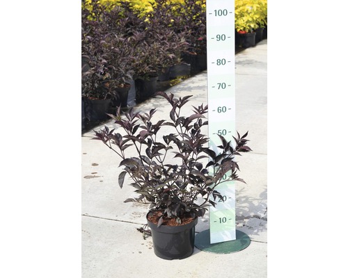 Zwarte vlier in een pot, gemeten met een meetlat.