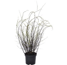 Plant met veel takken in pot