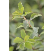 Close-up van een Spiraea japonica ''Golden Princess'' struik met bladeren