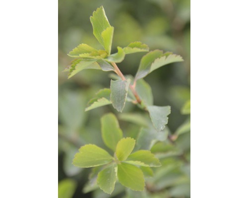 Close-up van een Spiraea japonica ''Golden Princess'' struik met bladeren