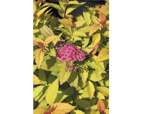 Spierstruik met bloem en gele bladeren