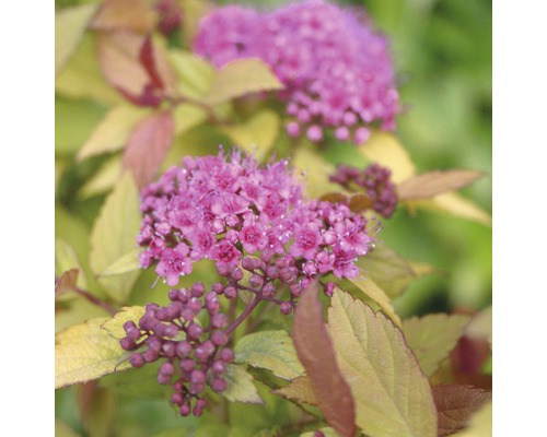 FLORASELF Spierstruik Spiraea japonica 'Magic Carpet' potmaat Ø 21 cm H 60-80 cm Bloeiende Spierstruik in detail
