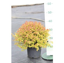Spierstruik in pot met hoogtemeter