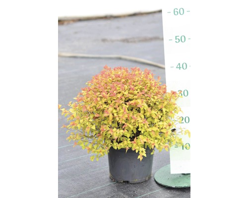 Spierstruik in pot met hoogtemeter