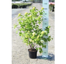 FLORASELF® Sneeuwbal Viburnum opulus 'Roseum' potmaat Ø24 cm
