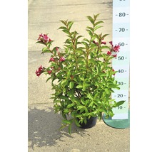 Bloeiende Weigelia struik in pot