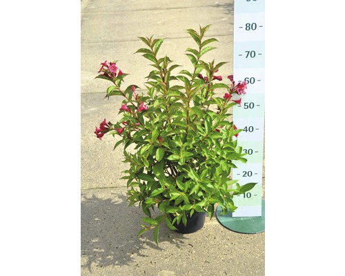 Bloeiende Weigelia struik in pot