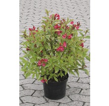 Weigelia in pot met rode bloemen en groene bladeren